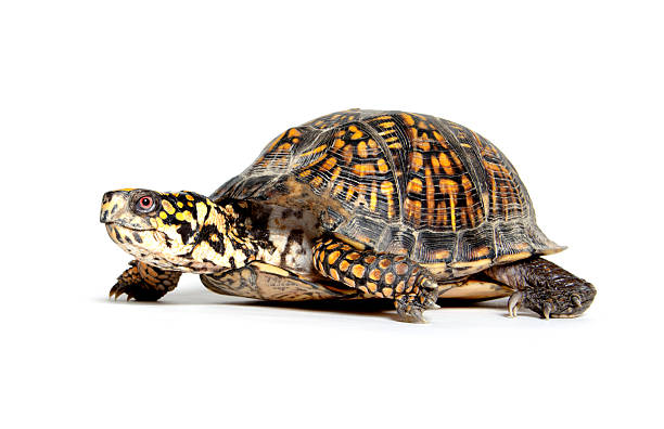 A Box Turtle sita against a white background.