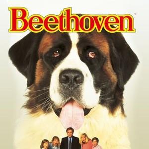 Beethoven is a Saint Bernard dog that sits grinning over the five members of his family. 