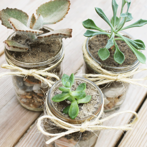 Three mason jars filled with rocks, soil and small plants