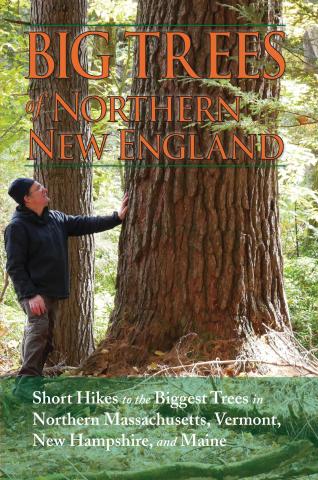 Cover of Big Trees of Northern New England. The author, Kevin Martin, stands at the base of an enormous tree, with his hand on its bark and looking up at its branches. Another smaller tree is in the background.