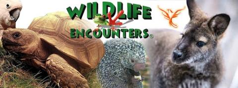 Wildlife Encounters logo with a cockatoo, tortoise and wallaby