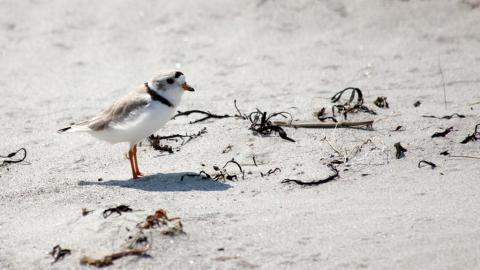 Photo of a piping plover shorebird on a beach. The small bird almost blends in with the colors of the sand and flotsam, as it faces the right side of the image.