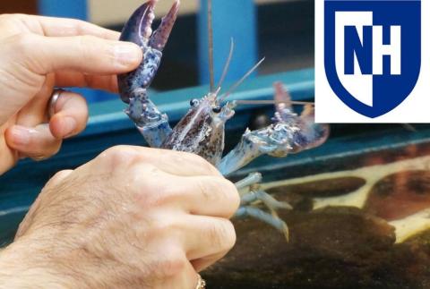 Two hands hold a blue lobster. In the upper right corner is the emblem of University of New Hampshire.