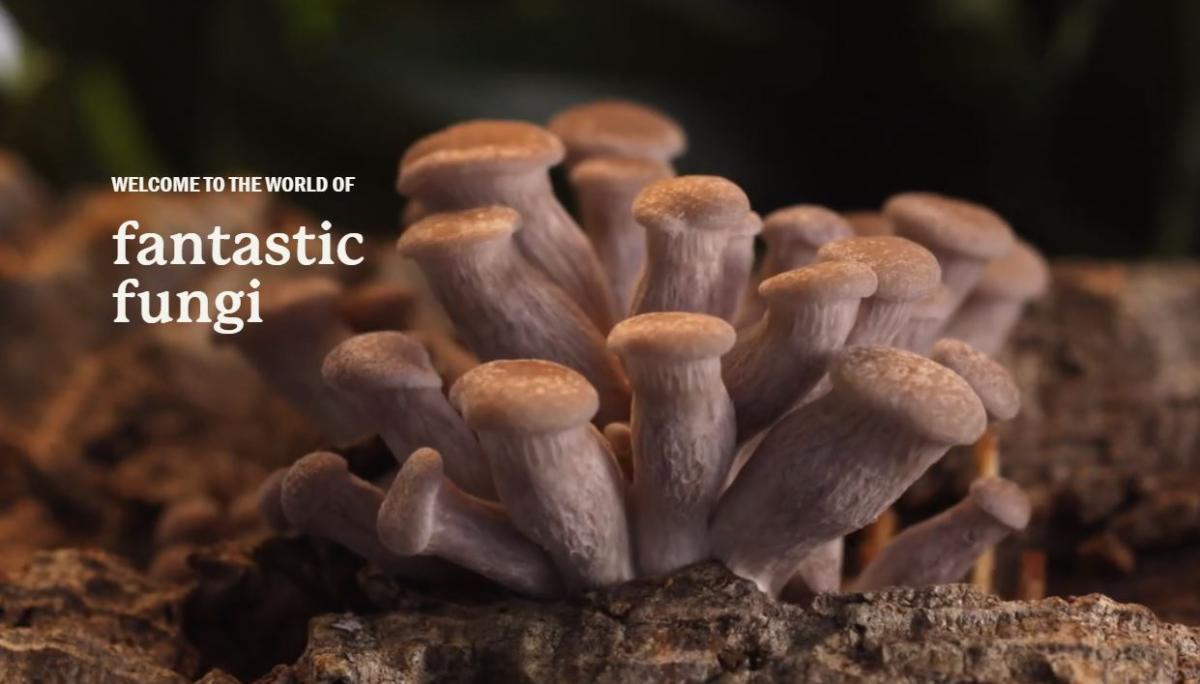 Photo of several pale mushrooms in a clump together, against a dark background, with white text reading "Welcome to the world of Fantastic Fungi."