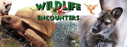 Wildlife Encounters logo with a cockatoo, tortoise and wallaby