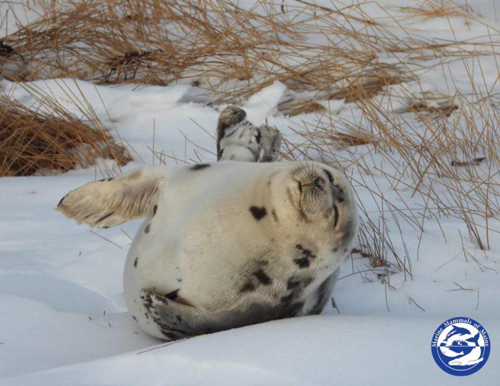 A small seal rolls to its side in the snow and shore grass. The logo of Marine Mammals of Maine is in the lower right corner of the photo, in blue and white.