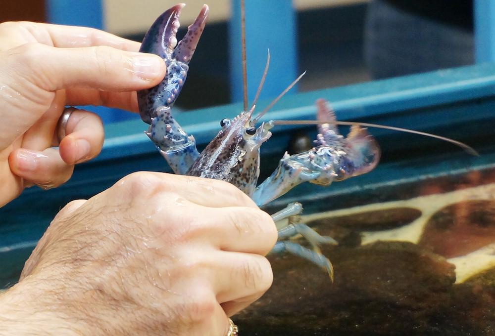 two hands hold a blue lobster